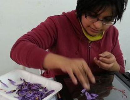 Una estudiante india escaneando las rosas para un proyecto de investigación sobre el azafrán.