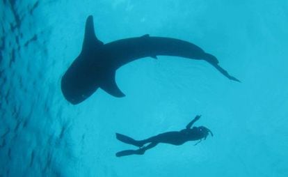 Un submarinista nada junto a un tiburón ballena.