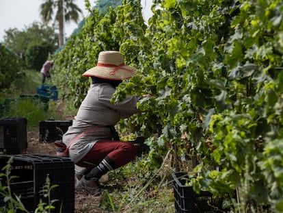 Una trabajadora recoge uva durante una jornada de vendimia adelantada por las altas temperaturas en la bodega de Heretat de Cesilia en la Finca de las Alcaydias de Novelda (Alicante)