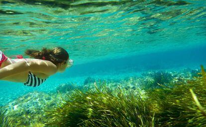 El más rico arrecife de posidonia de todo el Mediterráneo se encuentra en el Parque Natural de Ses Salines (entre Ibiza y Formentera), considerado Patrimonio de la Humanidad por la Unesco.