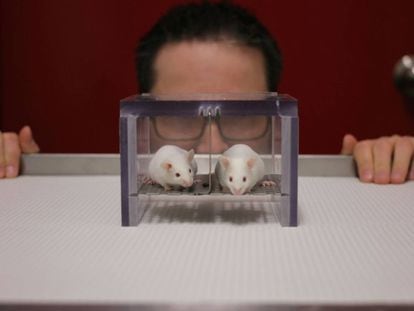 Un investigador observa a dos ratones de laboratorio.