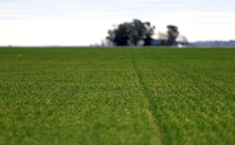FILE PHOTO: Fields of wheat are seen on farmland near Azul, Argentina September 30, 2019. Picture taken September 30, 2019. REUTERS/Agustin Marcarian/File Photo