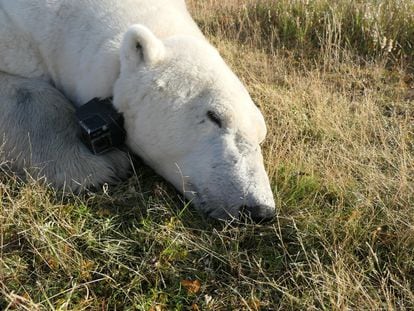 Uno de los osos polares estudiados en la investigación, con una cámara al cuello, en la región de la Bahía Hudson.