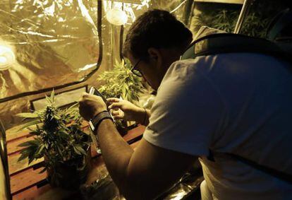 Un hombre fotografía una planta de cannabis, en Montevideo