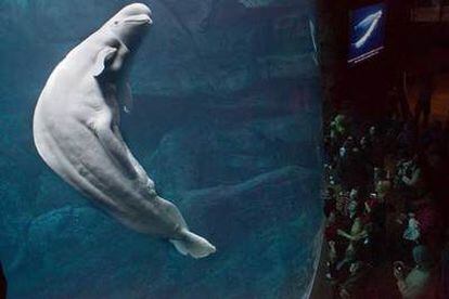 Visitantes observan una ballena beluga durante el día de inauguración del Georgia Aquarium en Atlanta.