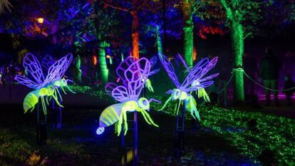 "Insectos" - Naturaleza Encendida en Madrid.