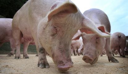 Cerdos en una granja de Irlanda del Norte.
