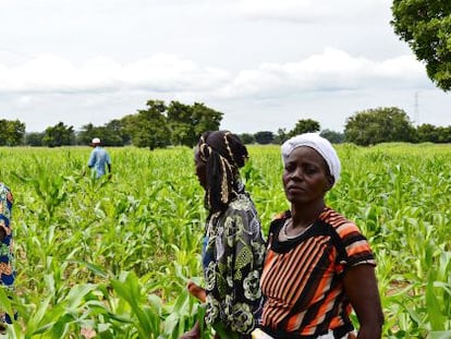 Un grupo de mujeres arranca hierbas en Houndé, Burkina Faso.