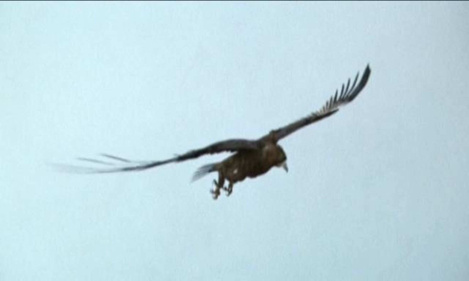 El Aguila Que Rapto Un Bebe O Casi Tecnologia El Pais