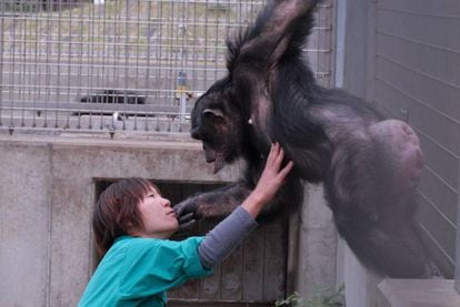 Una cuidadora interacciona con un chimpancé en un centro de investigación de primates.