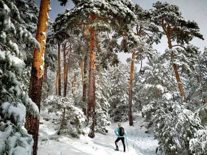 Ruta con raquetas de nieve en el Camino Schmid, en la localidad madrileña de Cercedilla.