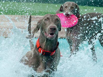 Gossos jugant al centre Perros al Agua.