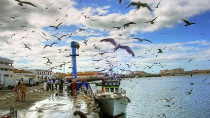 Gaviotas sobrevolando el puerto pesquero de Isla Cristina, en Huelva. 