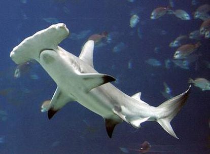 Un ejemplar de tiburón martillo en un acuario de Atlanta