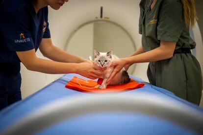 Un gato es atendido en una clínica veterinaria de Madrid el pasado mes de octubre. 
