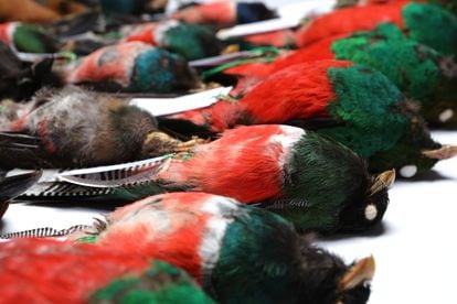 Colección ornitológica de la colección científica de aves más importante de América del Sur.