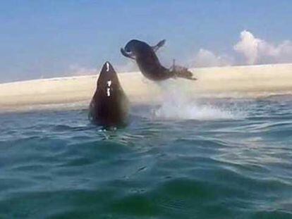 Así escapa una foca del ataque de un tiburón