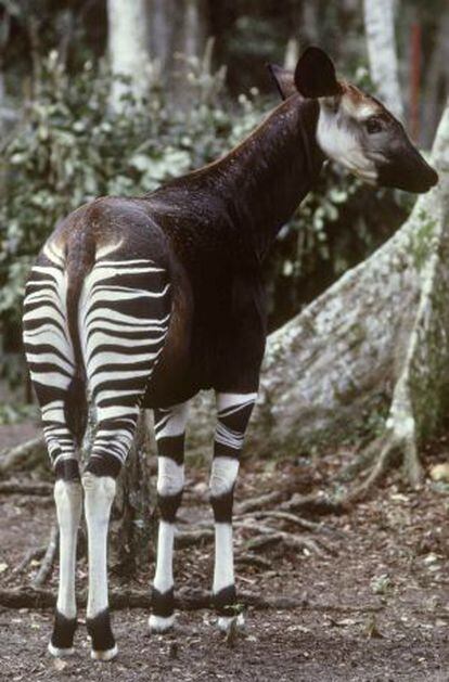 Un okapi en el Ituri Forest, en la República Democrática del Congo.