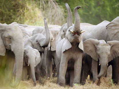 Una manada de elefantes africanos en Mozambique.