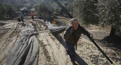 Jornaleros en la recogida de la aceituna en C&oacute;rdoba.