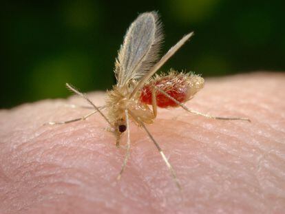 Ejemplar de mosquito flebotomo, transmisor de la enfermedad parasitaria leishmaniasis.