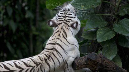 Un Tigre Blanco Mata A Un Cuidador En Su Jaula Del Zoo Japones De Hirakawa Mundo Animal El Pais