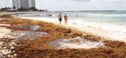 Una pareja de turistas pasea por una de las playas del centro tur&iacute;stico de Quintana Roo (M&eacute;xico), plagada de sargazo.