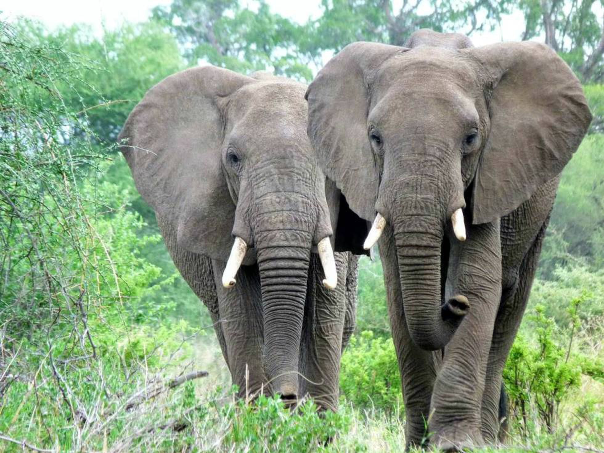 La pobreza de unos y la riqueza de otros mata a los elefantes | Ciencia |  EL PAÍS
