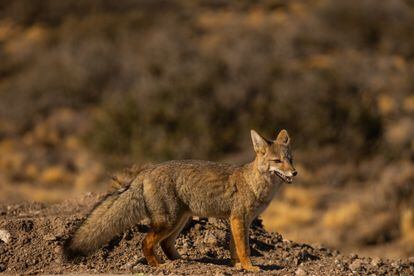 El Zorro (Lycalopex culpaeus) una de las especies que se observan por los senderos del Parque Patagonia.