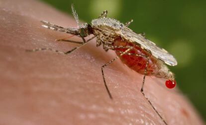 Mosquito Anopheles, el vector del par&aacute;sito de la malaria.