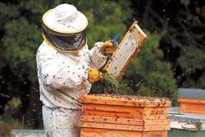 Las abejas se comunican por móvil con los apicultores
