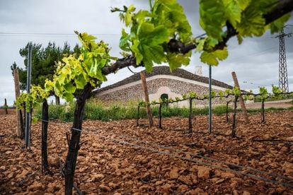 Tomelloso, en Ciudad Real, alberga la cooperativa vitivinícola más grande del mundo. Sus 3.000 socios producen una media de 200 millones de uvas al año. El 90% sale como vino a granel en camiones cisterna que en su mayoría se destinan a Francia.