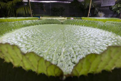 Las hojas desarrolladas por esta planta que fue donada en semilla por los Kew Gardens de Londres miden metro y medio de diámetro.