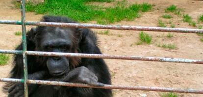 El mico Adam al zoo de Mallorca.