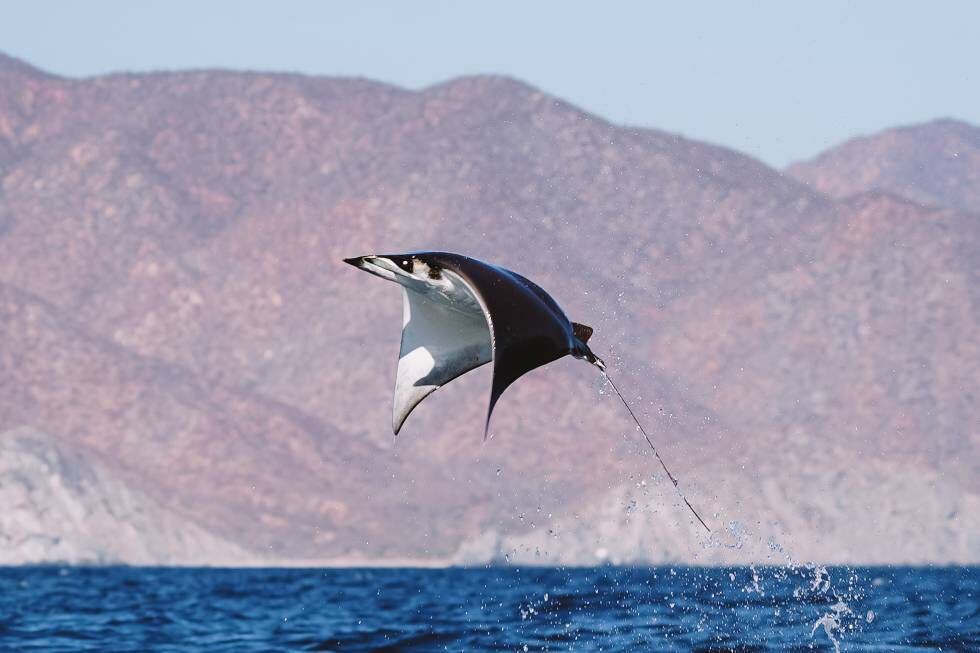 Móbula saltando en aguas de Baja California Sur.