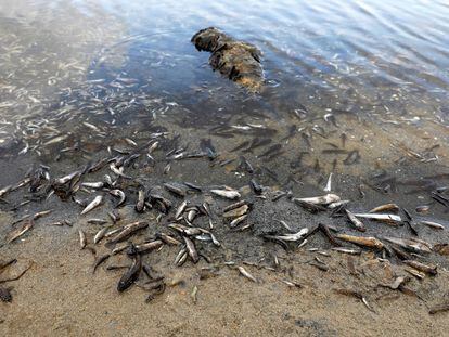 Peces muertos aparecidos este miércoles en el mar Menor.
