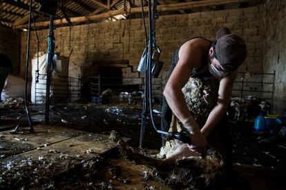 Esquiladores uruguayos trabajan en una granja de La Bañeza (León).