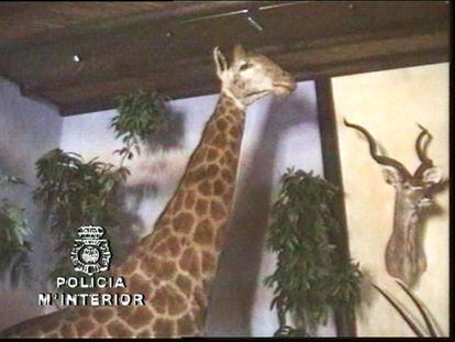 5 de abril de 2006.<br>Fotografía facilitada por la policía que corresponde a uno de los registros del 'caso Malaya' en la que se ve una jirafa disecada en el pabellón de caza de la finca La Caridad, propiedad de Juan Antonio Roca.