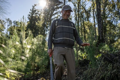 Comuneros realizan labores de remoción de maleza durante un tequio en el bosque en Ixtlán de Juárez, Oaxaca.