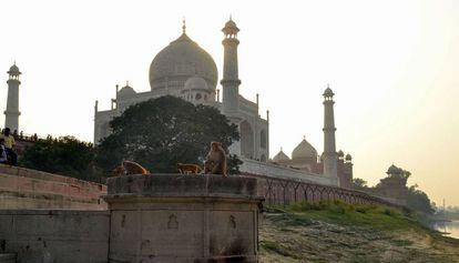 Un grupo de monosen las cercanías del Taj Mahal, en Agra (India).