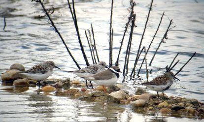 De izquierda a derecha, dos correlimos trid&aacute;ctilos, un chorlitejo chico y un correlimos com&uacute;n, en la laguna de Meco (Madrid).