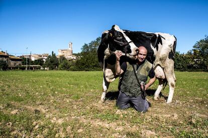 La vaca Mimi amb el seu amo, Quim Sabrià, a la seva granja de Parlavà.