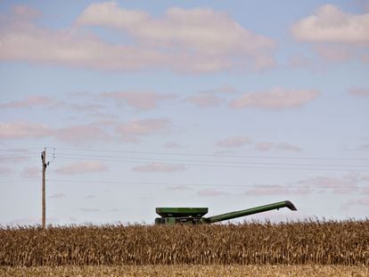 A combine harvests corn in Illinois (USA).