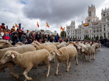 Ovejas atravesando las calles del centro de Madrid en la Fiesta de la Trashumancia en 2019.
