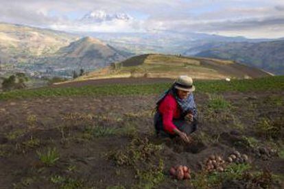 Una mujer quichua cultiva patatas en las faldas de los Andes.