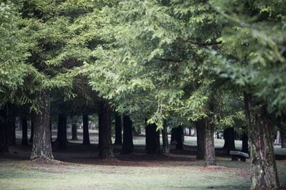 El Bosque de Colón en Poio.