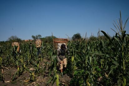 Trabajadores cosechan maíz en una granja de San Luis Potosí