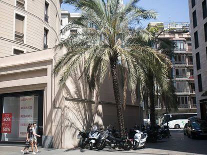 Las dos enormes palmeras de la calle Gravina de Barcelona, restos de un antiguo patio.