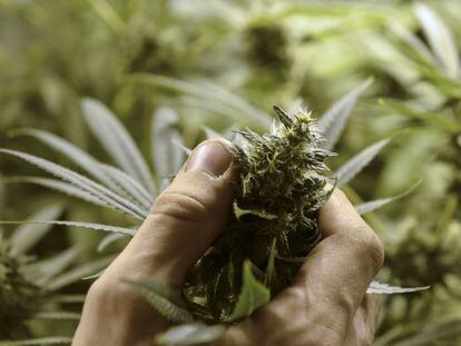 Uruguay ha regulado el cultivo de la marihuana.
