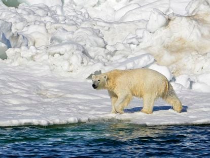 Imagen de archivo de un oso polar en Alaska facilitada por el U.S. Geological Survey.